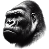 Gorille
