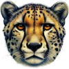 Guépard