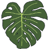 Monstera
