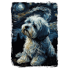 Nuit étoilée bichon havanais