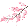 Cherry Blossom