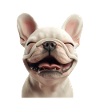 Frenchie Smile