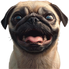 Pug with big 3D
