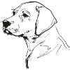 Golden Retriever Line Art