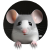 Sweet Rat