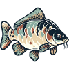 Carp, Fishing, Fish
