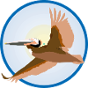 Pélican