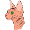 Sphynx Katze