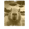 Funny Capybara Selfie
