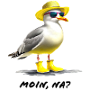 Moin - Seagull