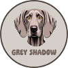 Grey Shadow - Weimaraner