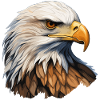 White-tailed Eagle Head