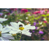 Bee and bumblebee