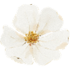 image fleure 1