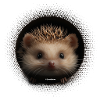 Hérisson mignon avec vison
