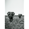 Namibia Elephants Etosha