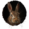 Lapin de vison mignon