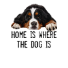 Bernese mountain dog