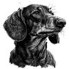 Dachshund