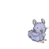 Chinchilla
