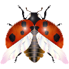 Enchanting Flying Ladybug with Wings