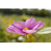 Cosmos