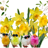 Poussins à lunettes et jonquilles 