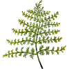 Japanese Fern
