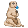 Suces suricates