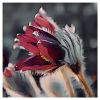 Küchenschelle Blumen Art