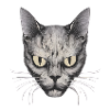 Face Cat