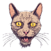 Face Cat