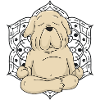 Labrador Yoga & Meditation