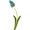 Grape hyacinth