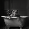 Pitbull