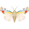 Baorisa hieroglyphica papillon rare