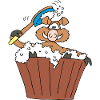 Old boar takes a bath