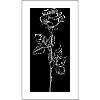 Fleur de contraste