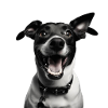 Playful Pup Portrait