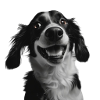 Border Collie Cheer Smile