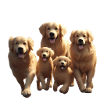 Golden Retriever Family