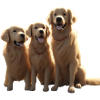 Three Golden Retrievers Trio
