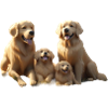 Family Golden Retriever