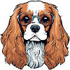 cavalier King Charles, chien, chien mignon