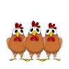 Chicken Farmer Chickens Poultry