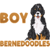 Bernedoodle Hund