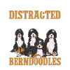 Bernedoodle Hund