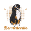 Bernedoodle Hund