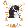Bernedoodle Dog