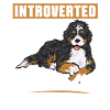 Bernedoodle Hund
